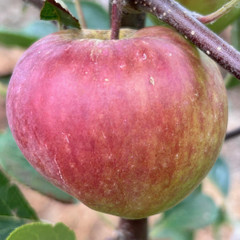 Apple - Hastings