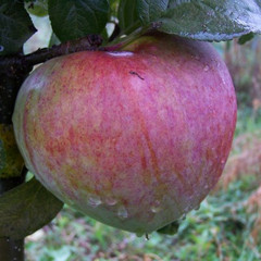 Apple - Howgate Wonder