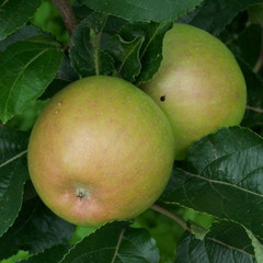 Apple - John Standish