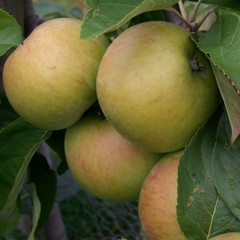 Apple - Lane's Prince Albert