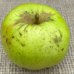 Apple - Lemon Queen