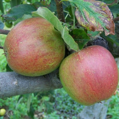 Apple - Lord Hindlip