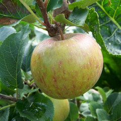 Apple - Lord Lambourne