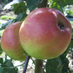 Apple - Monarch