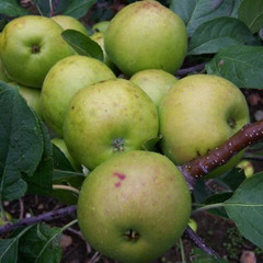 Apple - Nottingham Pippin