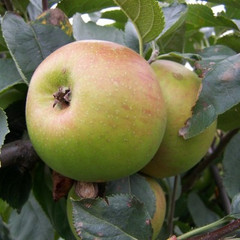 Apple - Orleans Reinette