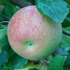 Apple - Peasgood Nonsuch