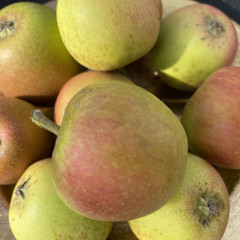 Apple - Pig's Snout