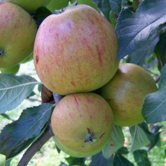 Apple - Queen Cox