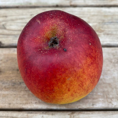 Apple - Rajka