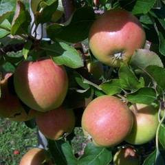 Apple - Red Falstaff