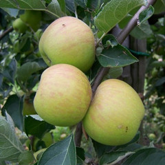 Apple - Ribston Pippin