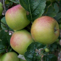 Apple - Schoolmaster