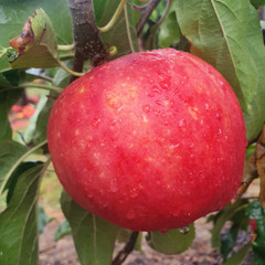 Apple - Scrumptious