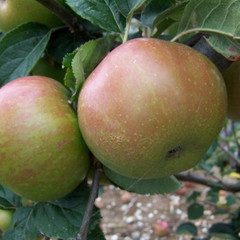 Apple - Striped Beefing