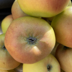 Apple - Strawberry Pippin