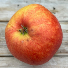 Apple - Vickie