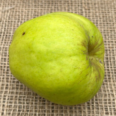 Apple - White Melrose