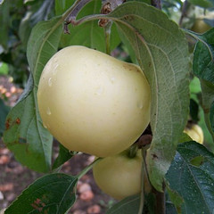 Apple - White Transparent