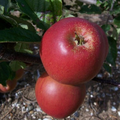 Apple - Winston