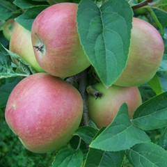 Apple - Winter Banana