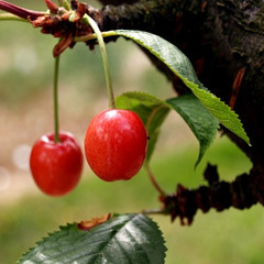 Cherry - Sweetheart