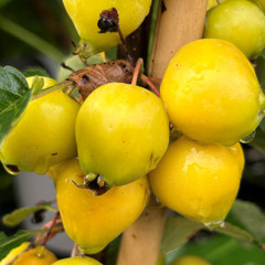 Crab Apple - Golden Hornet