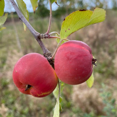 Crab Apple - Siberian