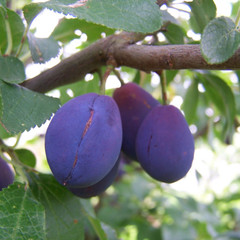 Damson - Shropshire Prune