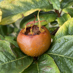 Medlar - Royal