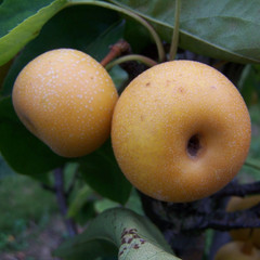 Nashi Pear - Shinsui