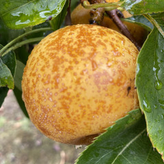 Nashi Pear - Tama