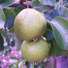 Pear - Barland