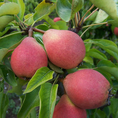 Pear - Brandy