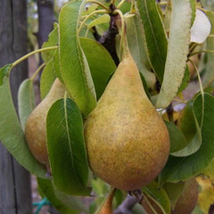 Pear - Bristol Cross