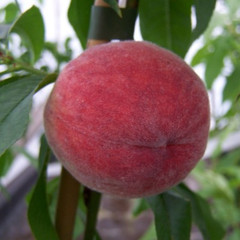 Peach - Hyland's Peach