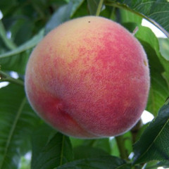 Peach - Redwing