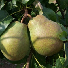Pear - Glou Morceau