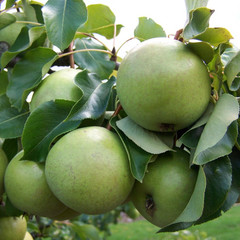 Pear - Green Horse