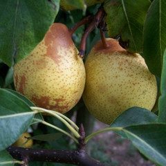 Pear - Hessle