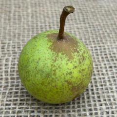 Pear - Oldfield