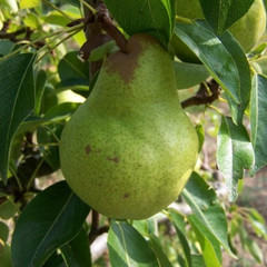 Pear - Packham's Triumph