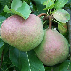 Pear - Saint Remy