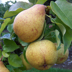 Pear - Thorn