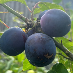Plum - Czar