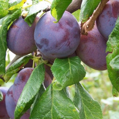 Plum - Marjorie's Seedling