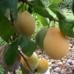 Plum - Yellow Pershore