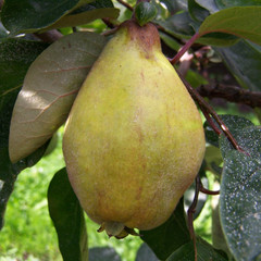 Quince - Bereczki