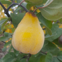 Quince - Borgeant
