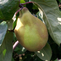Quince - Vranja